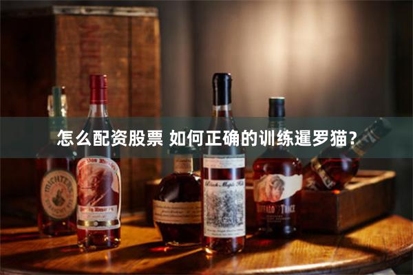 怎么配资股票 如何正确的训练暹罗猫？